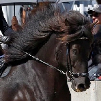 Vildís von der Igelsburg