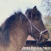 Hera von der Igelsburg