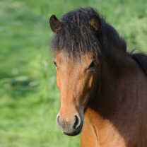 Glei von der Igelsburg