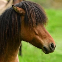 Gleja von der Igelsburg