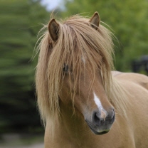 Glæsa von der Igelsburg