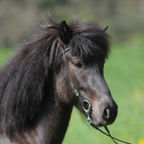 Gleja von der Igelsburg