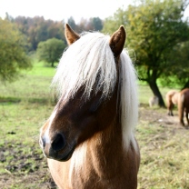 Telma frá Blesastöum 1A